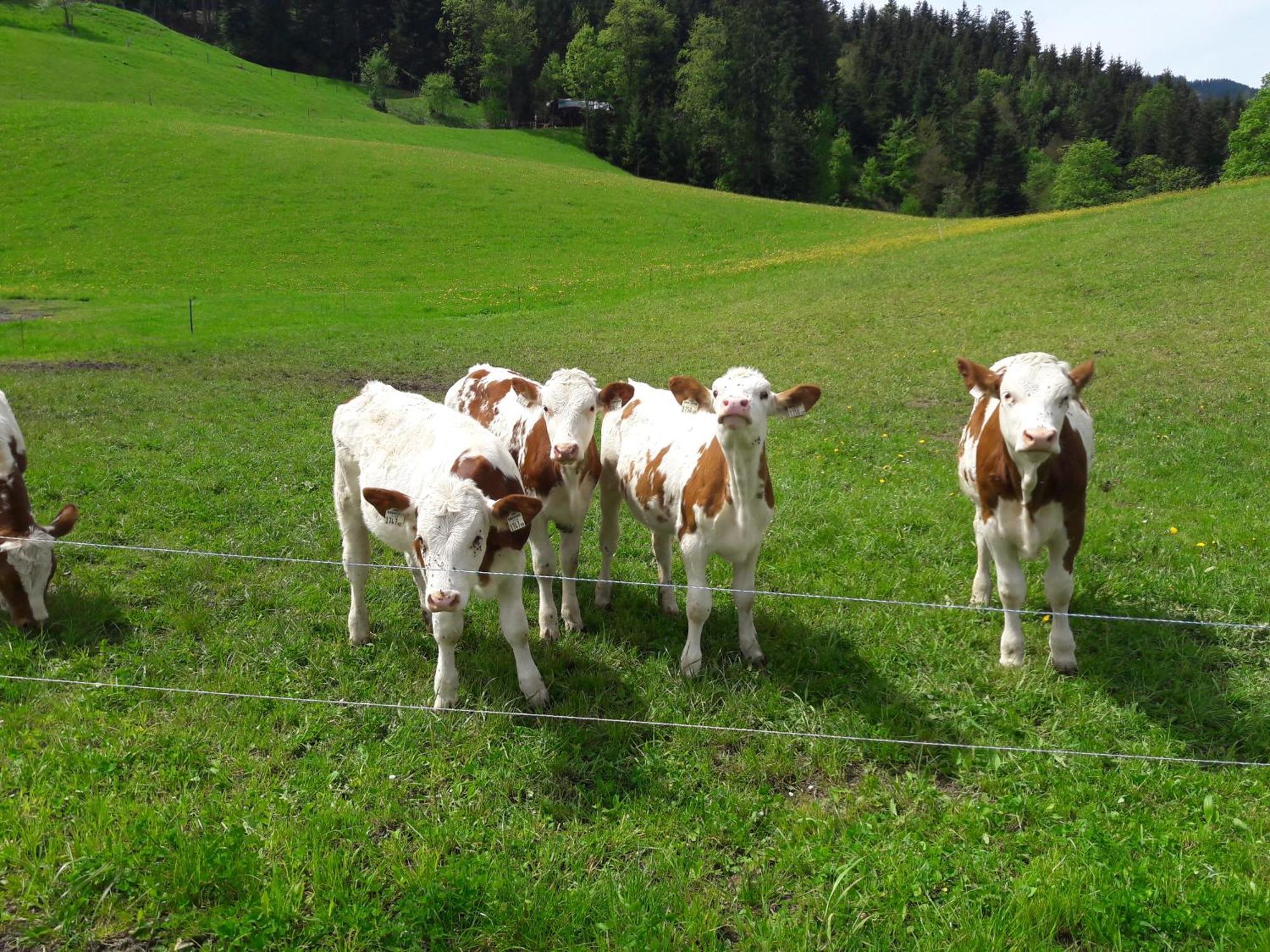 Bio-Bauernhof Niederlehen Villa Fieberbrunn Luaran gambar