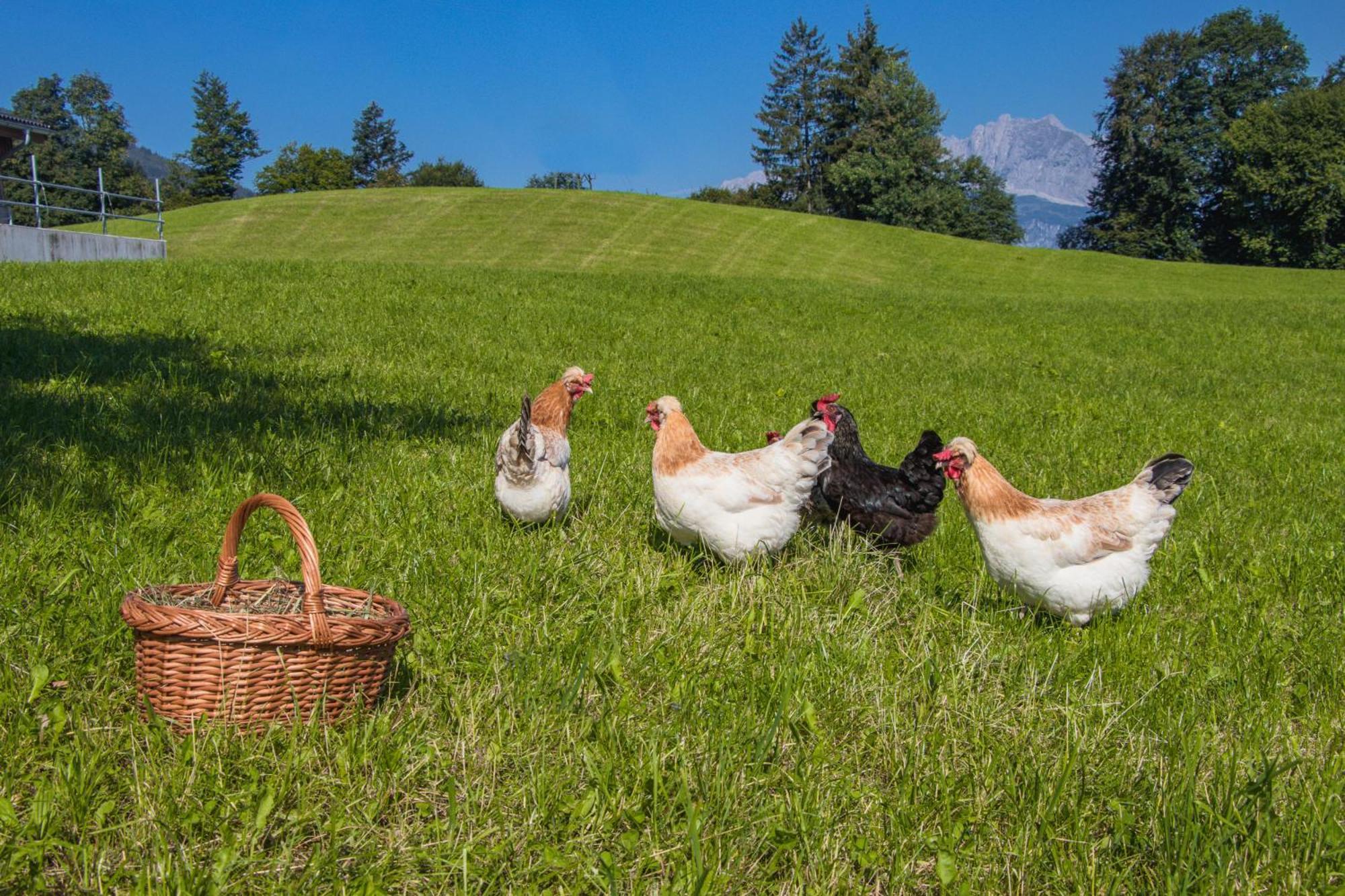 Bio-Bauernhof Niederlehen Villa Fieberbrunn Luaran gambar